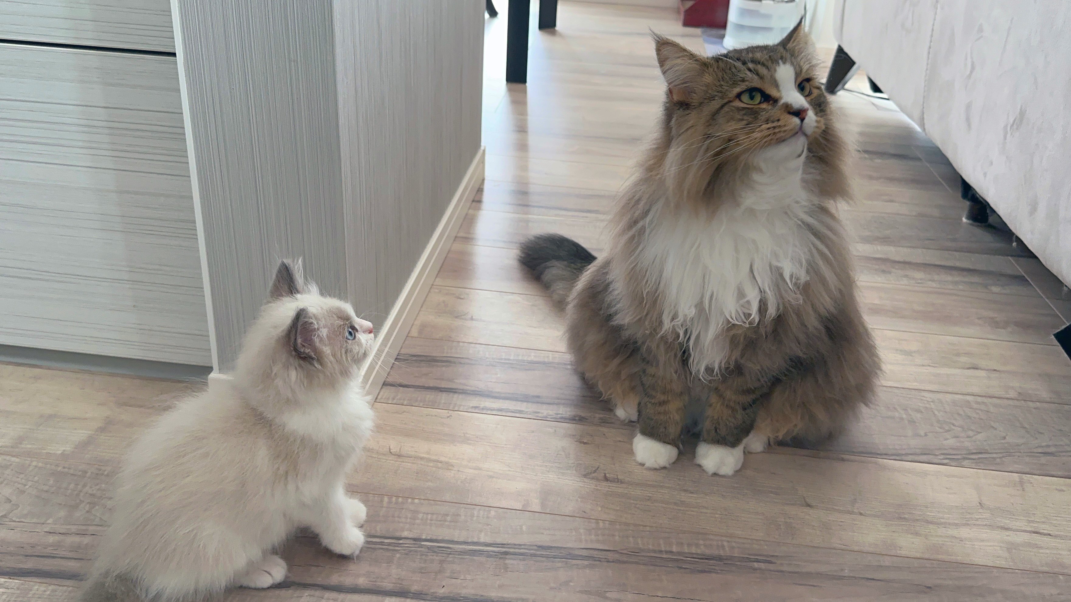 ⭐︎雪丸⭐︎のびねこ大阪【しらんけどー】⑤ 楽天市場】【のび