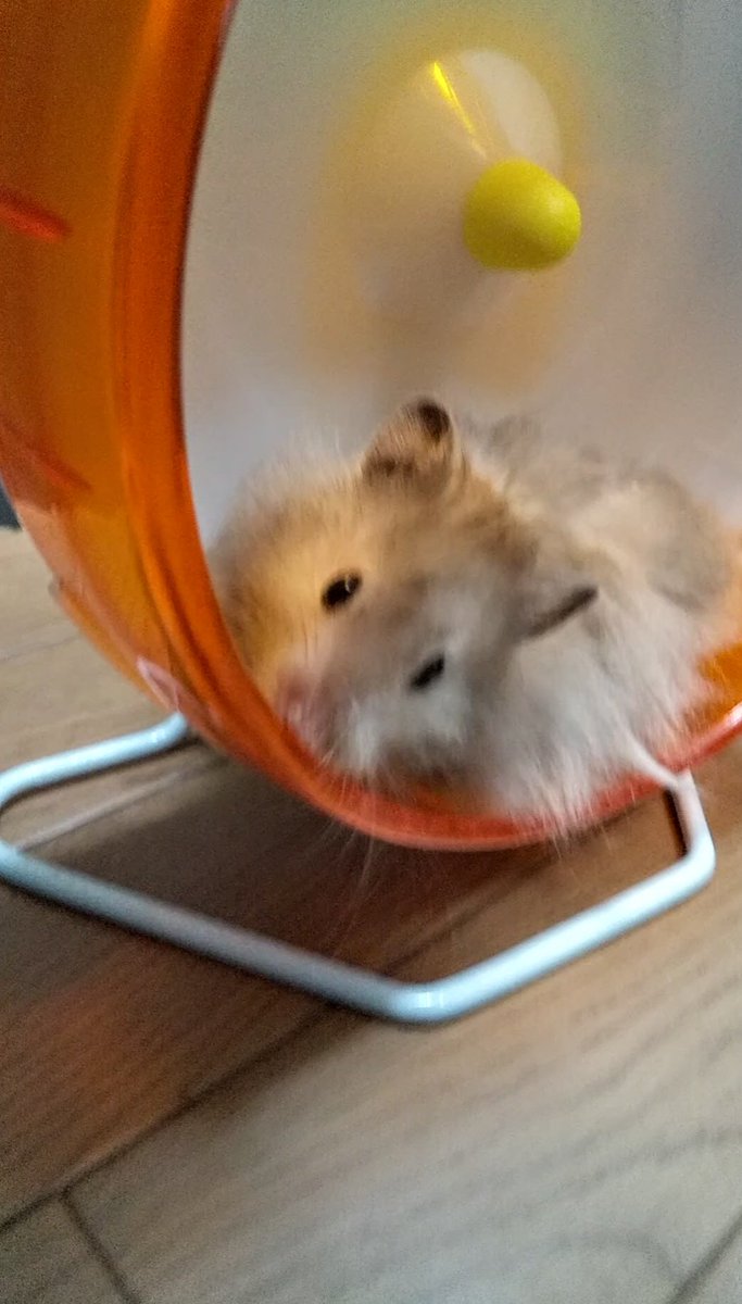 おはようございます⛅️

今日はまったり過ごすでちゅ🐹☘️

よい週末を〜🧡

#くぅ9 🐹💙🌈