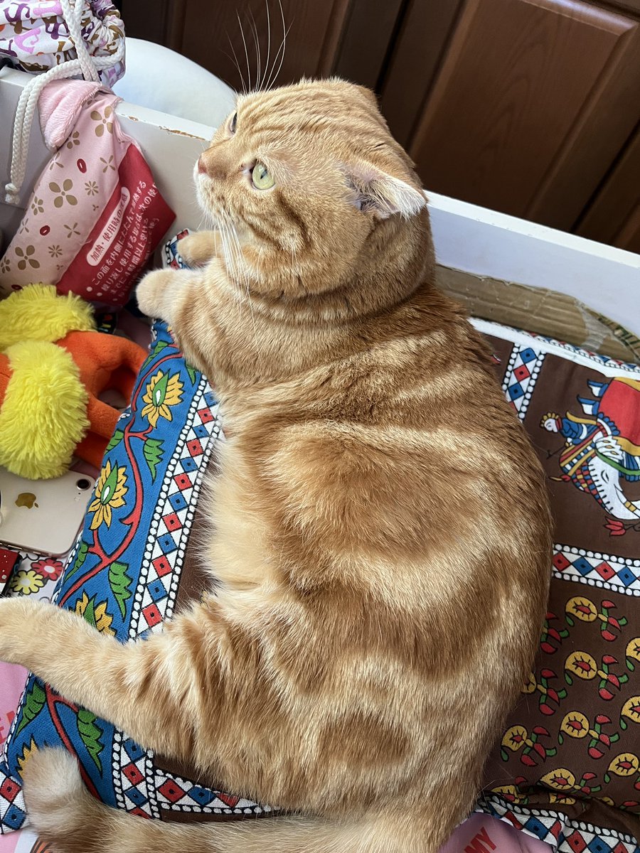 おはようございます
枕奪われました