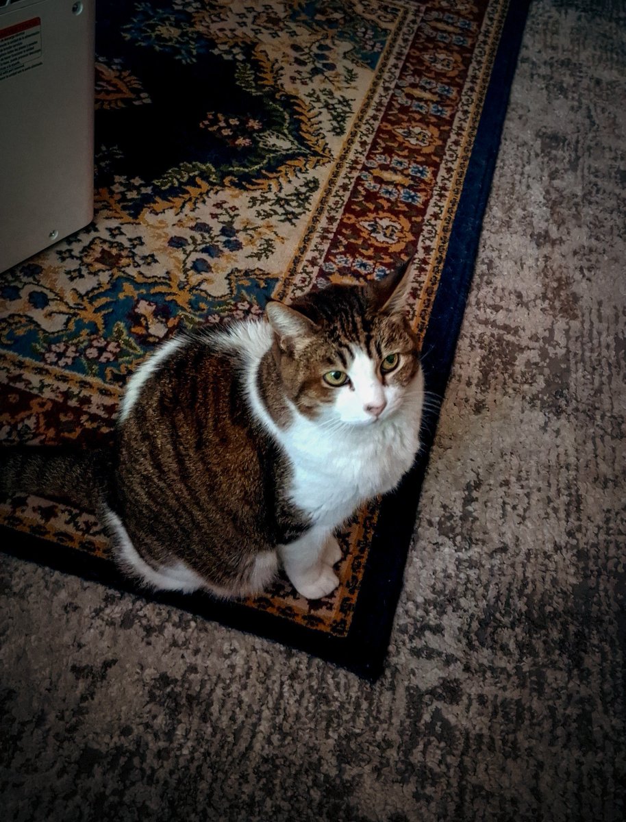 Es día del gato y Lorenza nos ayuda a escoger las mejores tomas en el estudio 🐱
#DiaInternacionalDelGato