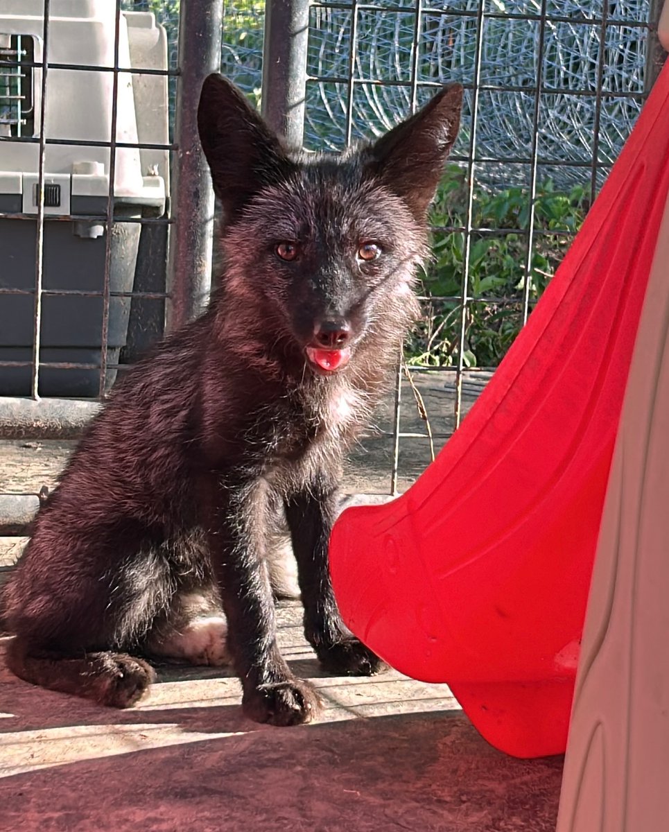 ClevyrCreatures's tweet photo. Our littlest fox, Nox is settling in nicely, and exploring his tunnel! He is not very trusting of people, and is going to require a lot of time, treats, toys, and patience for us to earn his trust!
Please check out our wishlists, and send little Nox and the Clevyr foxes a gift! https://t.co/XKYHnuEBLH