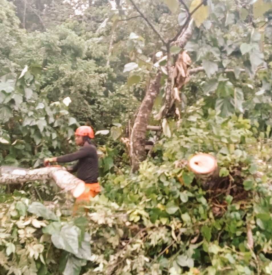 #Panamá | 🚨Atendimos la caída de un árbol sobre la vía en la salida del Corredor Norte, sector Brisas del Golf.
Nuestro personal de la Base Noreste liberó la vía sin novedades.
#ConPasoFirme.