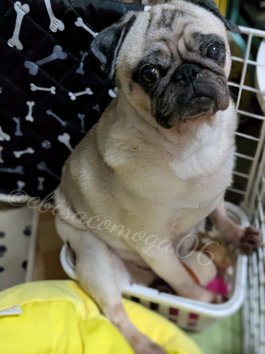 ebisacomoga06's tweet image. 自分がミニマムだと思っているｻｺ氏🐶🐾

#パグの日
#パグ #pug #犬のいる暮らし