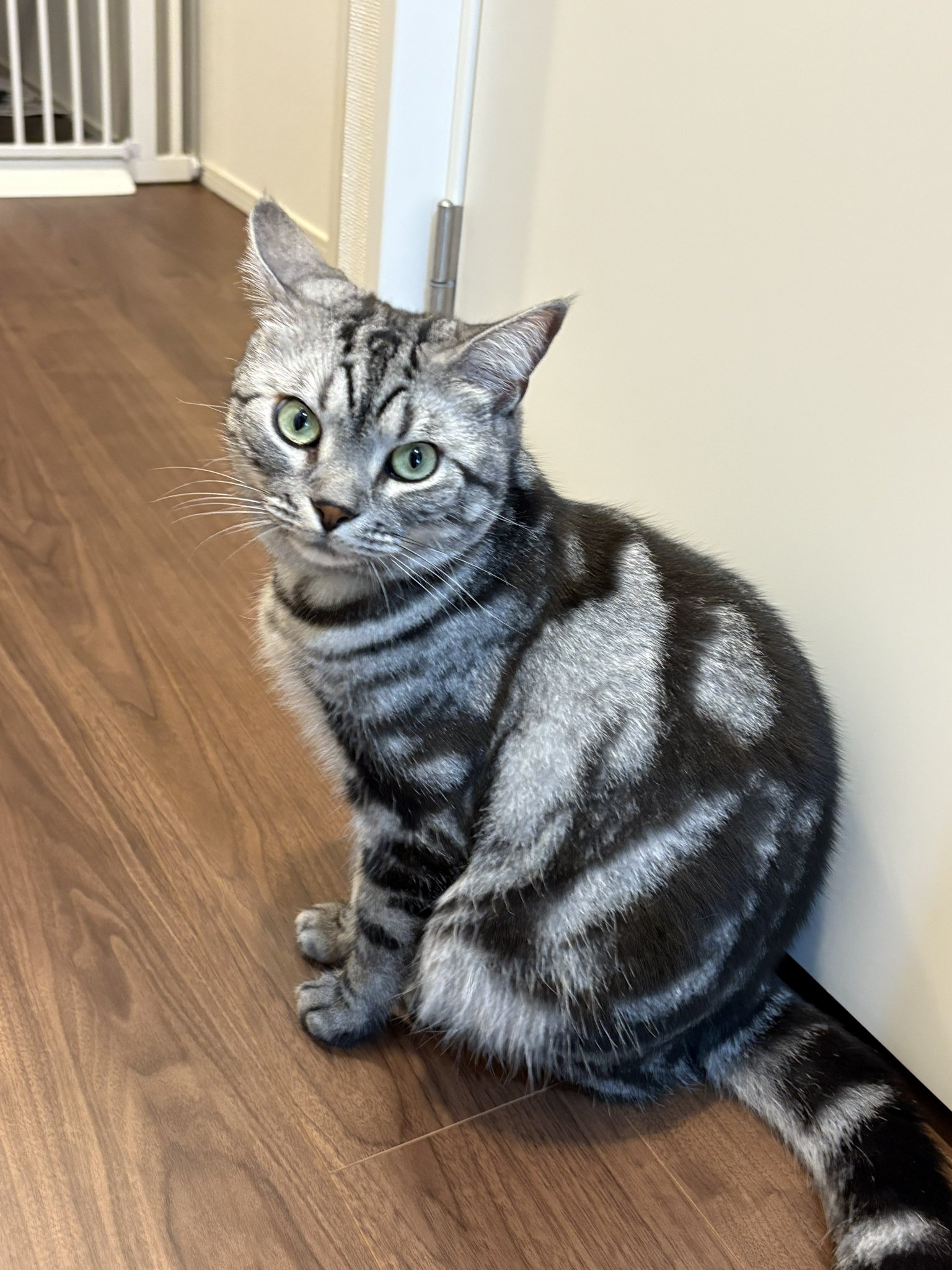 ねこ オンノヅキ🐱🐱 on X: 
