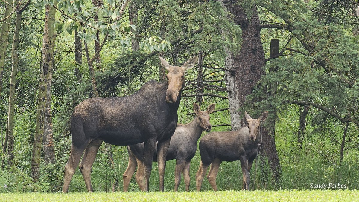 forbes_sandra's tweet image. My home today #moose #OhCanada #natureyyc