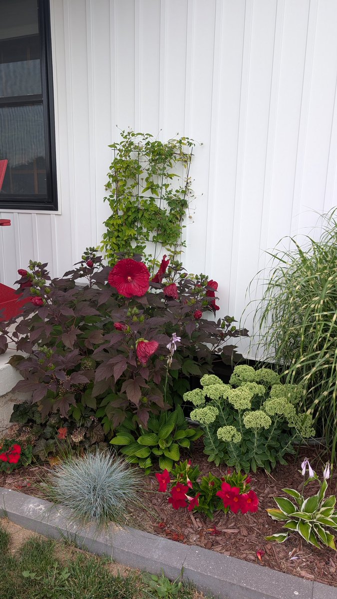 Such a beautiful plant