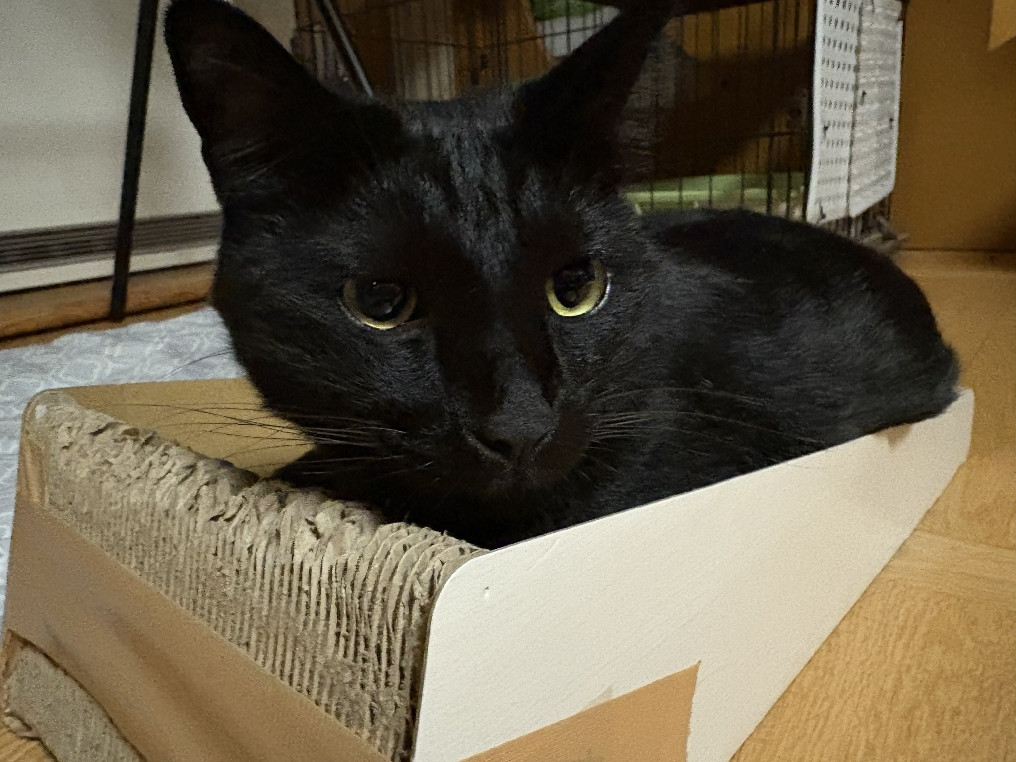 黒猫2 Yahoo!オークション - saf 猫 黒猫 和猫 猫の日 ワイルド 羊毛