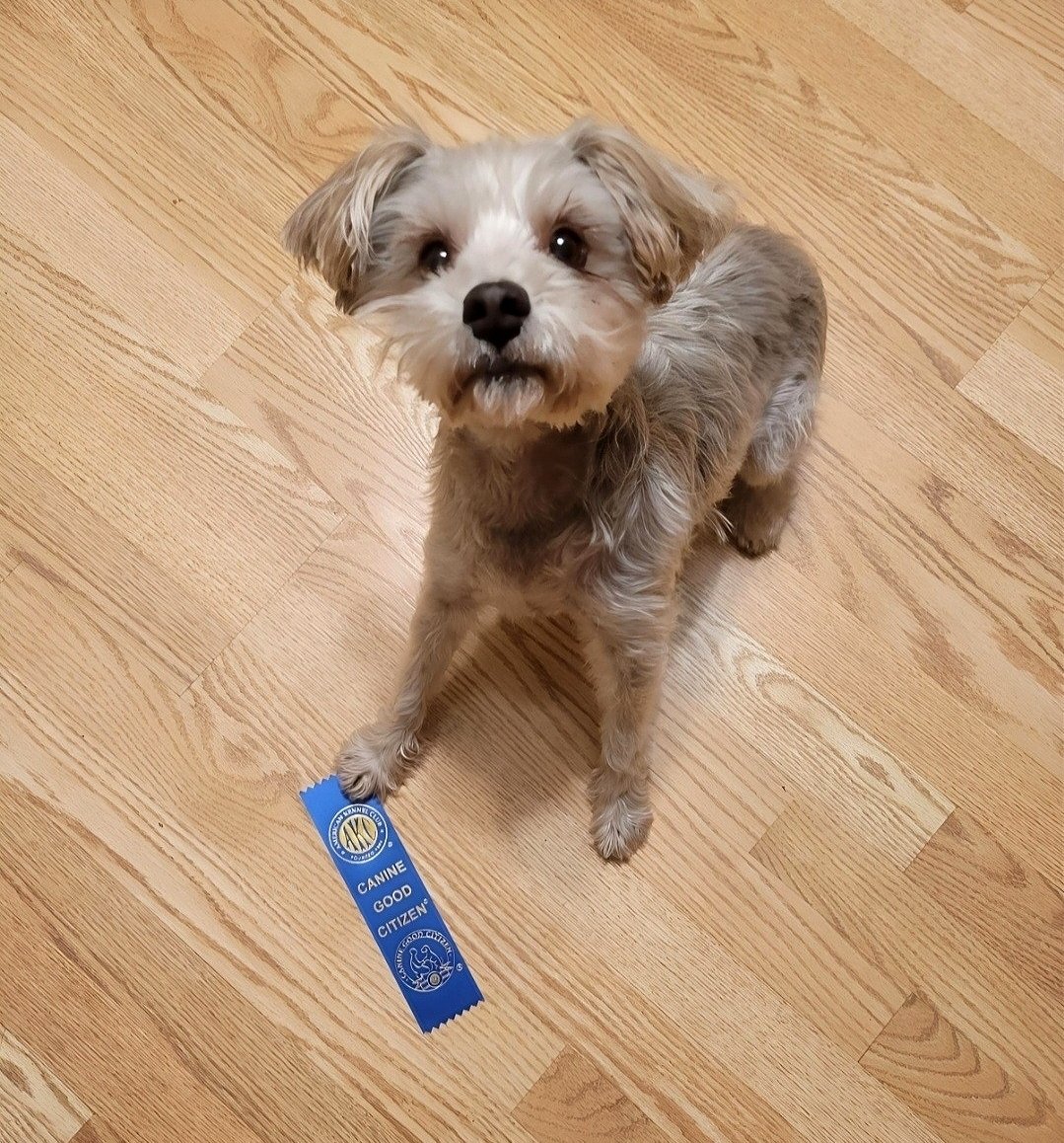 My mom adopted one of my former foster dogs, who was pulled from the streets in Mexico with her 4 flea-infested pups. The left pic is her second ever day being loved and cared for, The right is four years later. Zinnie went from terrified mess to Certified Canine Good Citizen✨