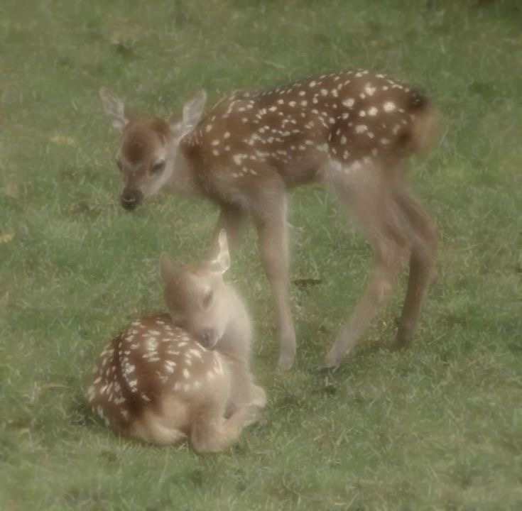 DeerPiIled's tweet image. 