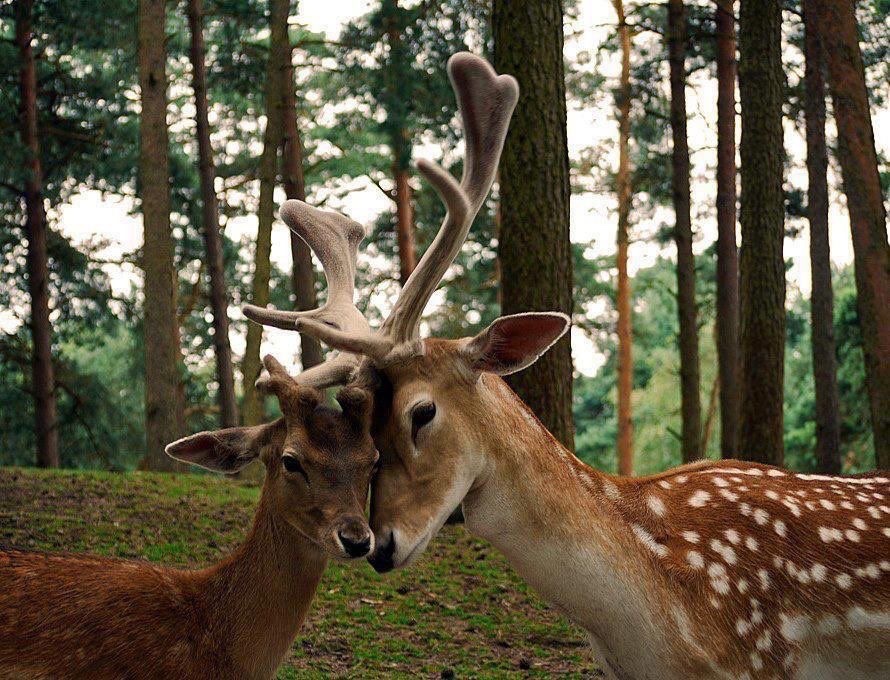 DeerPiIled's tweet image. 