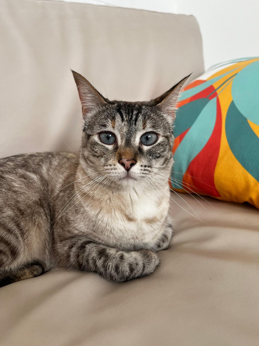 Fiobis's tweet photo. #diainternacionaldelgato
Feliz día a mis hermosos bbs 😻 la alegría de nuestro hogar 🤍 que Dios bendiga y proteja a todos los gatitos del mundo 🙏🏻✨
#Thani y #Soldi https://t.co/rkzk4ZOI0K