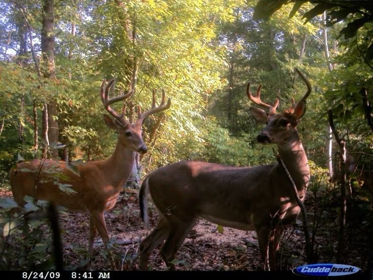 DeerPiIled's tweet image. 