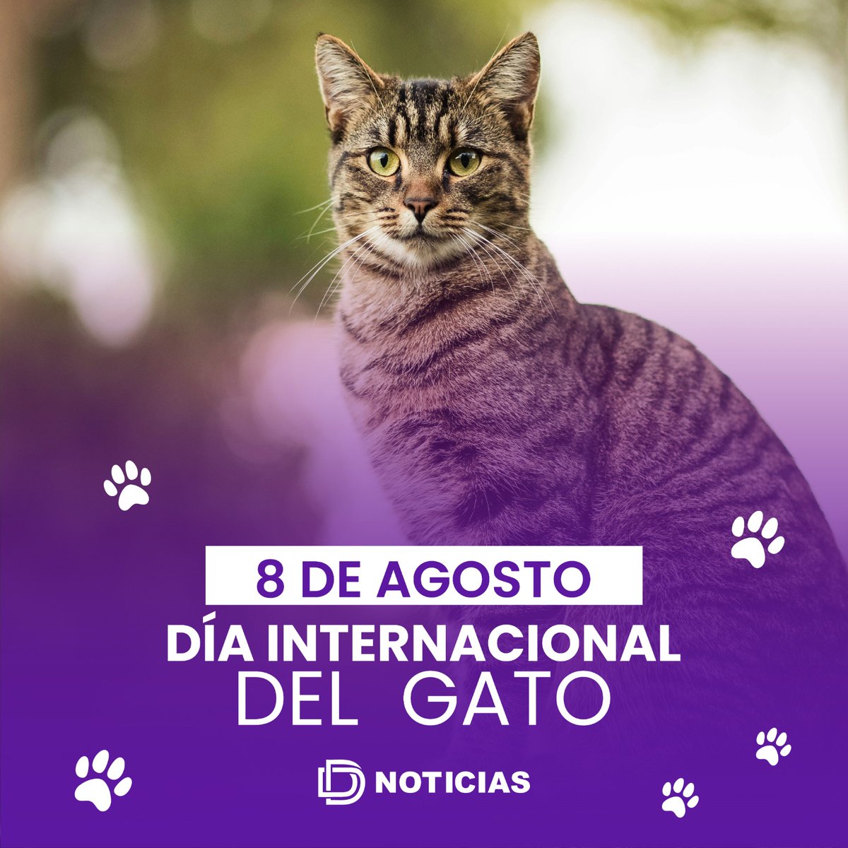 D__Noticias's tweet photo. En el Día Internacional del Gato celebramos su ternura, independencia y esas miradas que parecen leer nuestra mente.
Mímalo, cuídalo y recuerda: adoptar es salvar una vida. 💛🐱
Cuéntanos, ¿cómo se llama tu michi?
#DíaInternacionalDelGato #Gatos #AmorFelino #AdoptaNoCompres https://t.co/kVcmGp6mRF