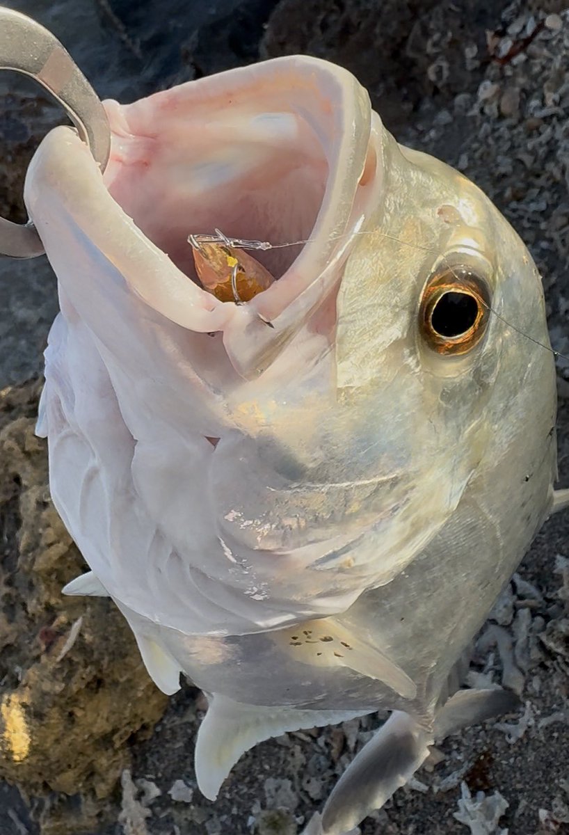 098Fishing's tweet photo. 本日はメッキ釣れました！
ありがとうございました🐟 https://t.co/oscWuYLdmt