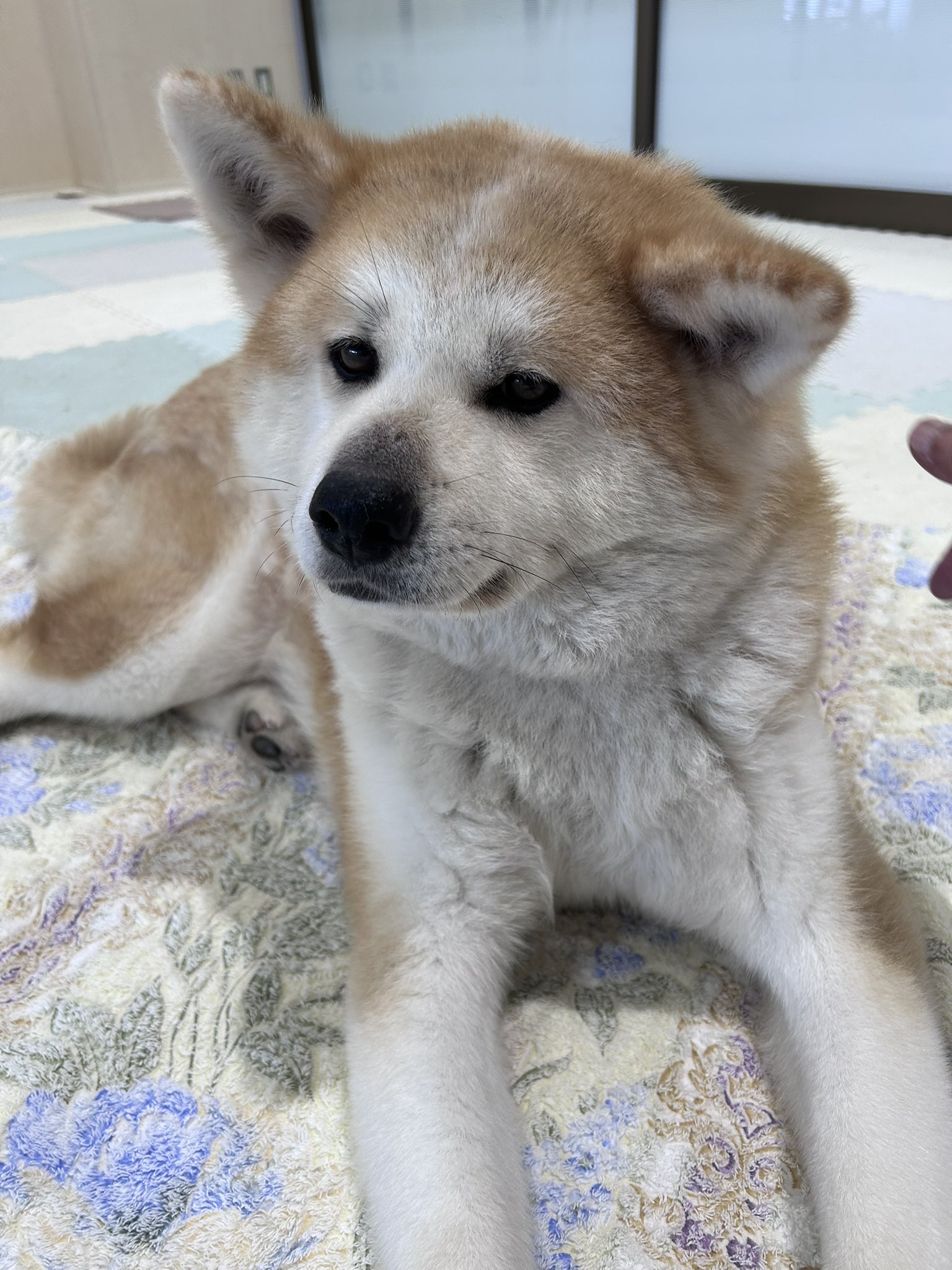 犬好き お散歩行こーーーとせかしてくるちくわ💨 行くからちょっと待っ