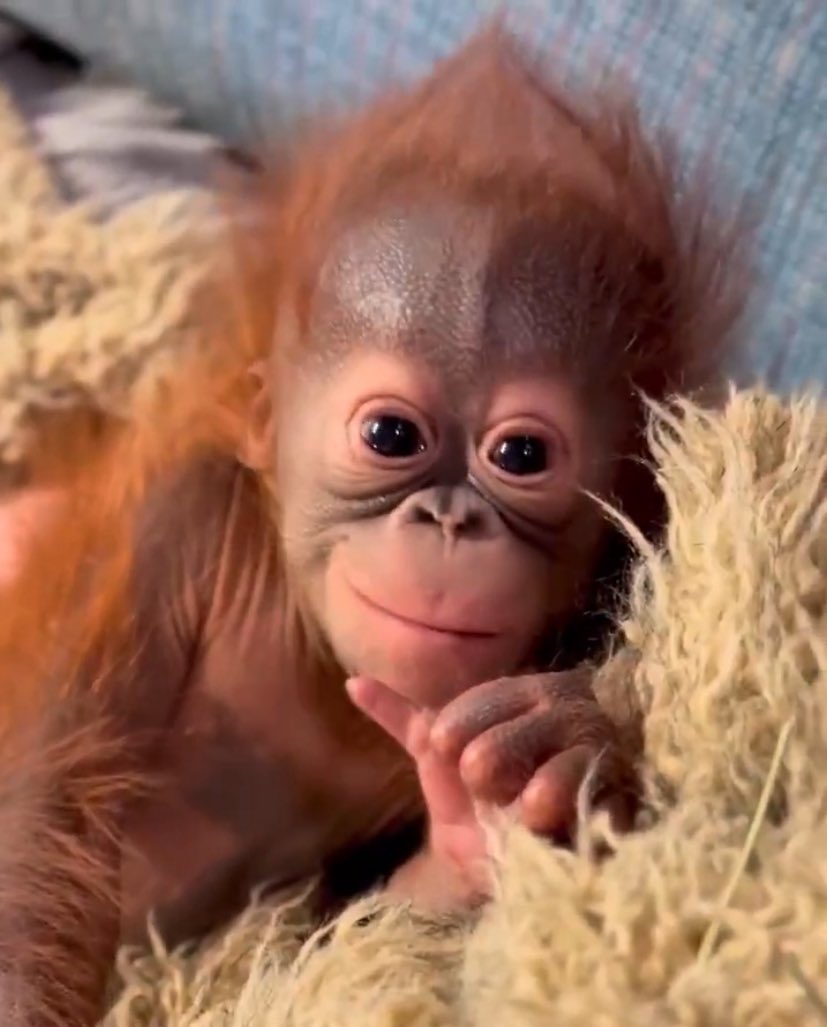 indiratendi's tweet image. Pretty Little Baby 🥹🥹🥹