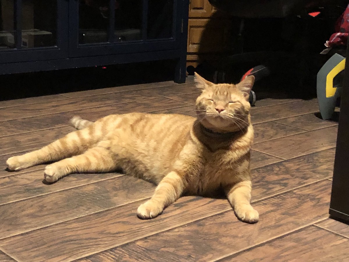 Happy International Cat Day y’all! 😸