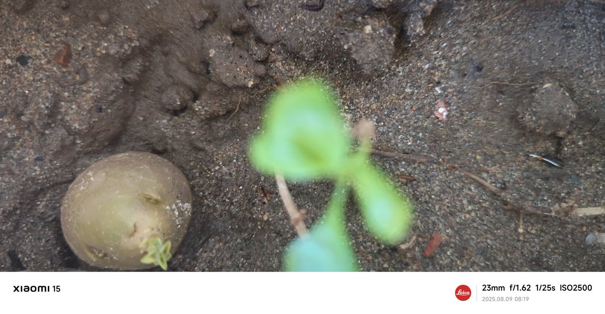 wittytree's tweet image. 🌱 当你有吃蔬菜水果剩下的种子时，何不尝试在家里或院子里种植呢？这不仅是有趣的活动，更是享受生活。种子逐渐发芽，成长为你熟悉的水果和蔬菜，心中惊喜多么美妙！ 🍅🥕 你记得刚种下的模样？一起来见证这个奇妙的过程！🌿土豆，龙眼，山药，荔枝，辣椒，西瓜，黄豆，黑豆，蚕豆，你能认出它们吗？