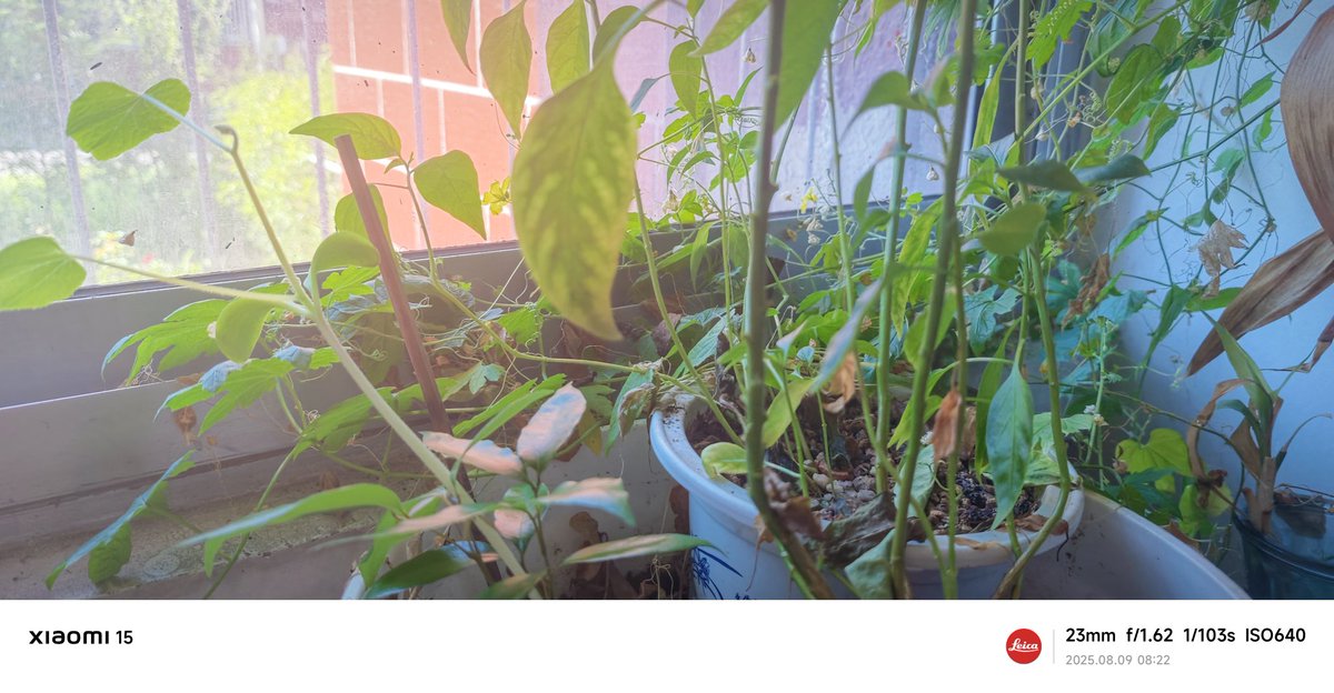 wittytree's tweet image. 🌱 当你有吃蔬菜水果剩下的种子时，何不尝试在家里或院子里种植呢？这不仅是有趣的活动，更是享受生活。种子逐渐发芽，成长为你熟悉的水果和蔬菜，心中惊喜多么美妙！ 🍅🥕 你记得刚种下的模样？一起来见证这个奇妙的过程！🌿土豆，龙眼，山药，荔枝，辣椒，西瓜，黄豆，黑豆，蚕豆，你能认出它们吗？