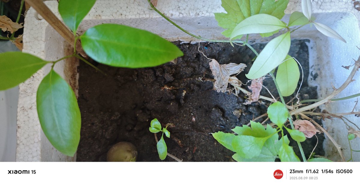 wittytree's tweet image. 🌱 当你有吃蔬菜水果剩下的种子时，何不尝试在家里或院子里种植呢？这不仅是有趣的活动，更是享受生活。种子逐渐发芽，成长为你熟悉的水果和蔬菜，心中惊喜多么美妙！ 🍅🥕 你记得刚种下的模样？一起来见证这个奇妙的过程！🌿土豆，龙眼，山药，荔枝，辣椒，西瓜，黄豆，黑豆，蚕豆，你能认出它们吗？