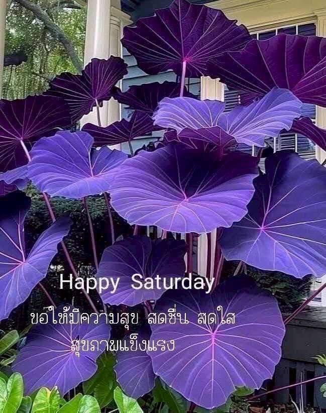 สวัสดีวันเสาร์ค่ะ