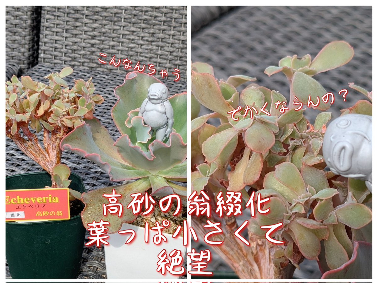 絶望の鯉人が多肉見て絶望しております
＃多肉植物
本当はそんなに絶望してないです🥸