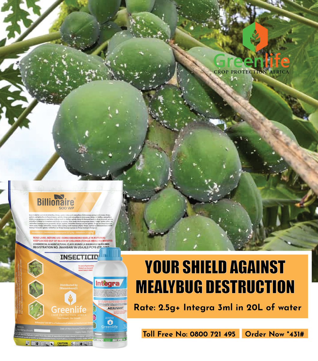 Still battling mealybugs in your papaya with no lasting solution?
 BILLIONAIRE 500 WP is here to change the game. Formulated with two powerful active molecules, it delivers dual systemic and contact action for complete pest elimination.
Protect your crop from devastating losses,
