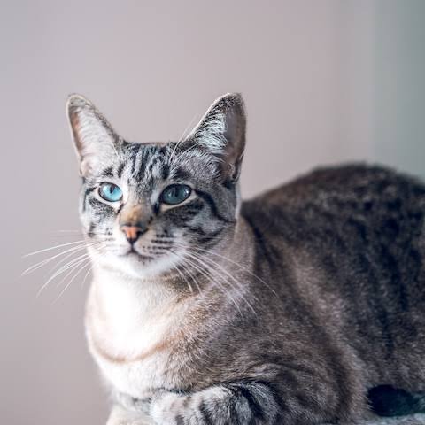 seanKonmor's tweet photo. #InternationalCatDay #CatcoinArmy @officialcatcoin https://t.co/xtR4unwDNw