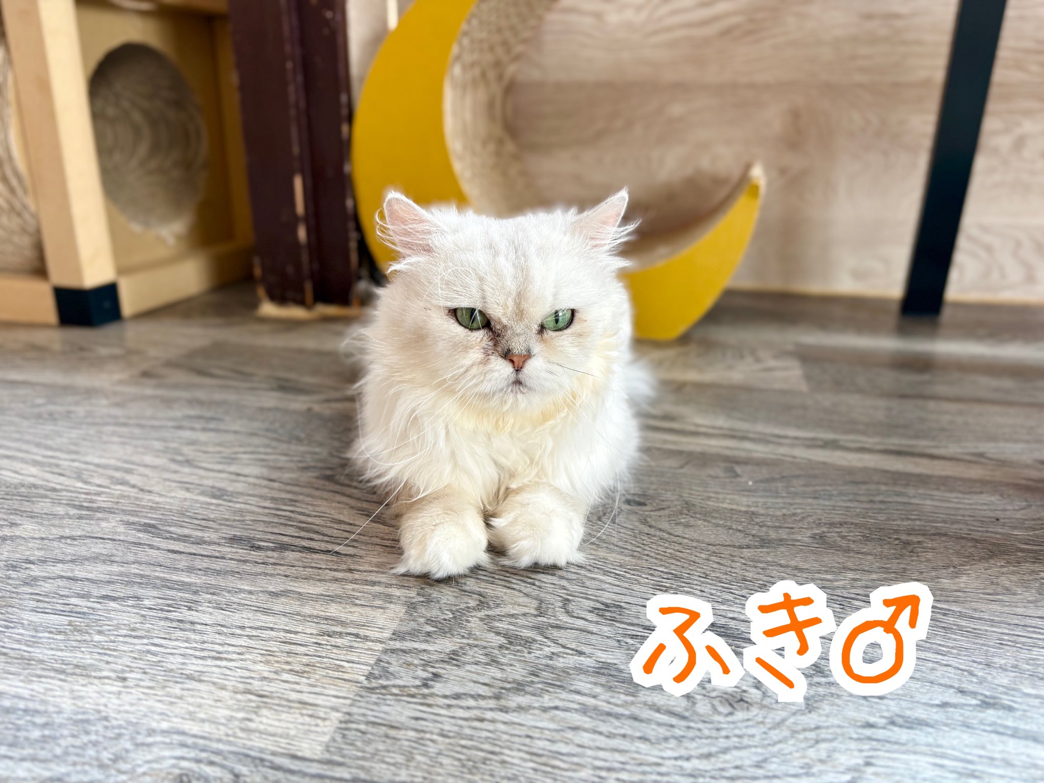 ふぁんふぁん❀猫の愛金繋ぎ❀ お姫様猫、次男坊猫の最期を見送る The princess cat 'Mona' and
