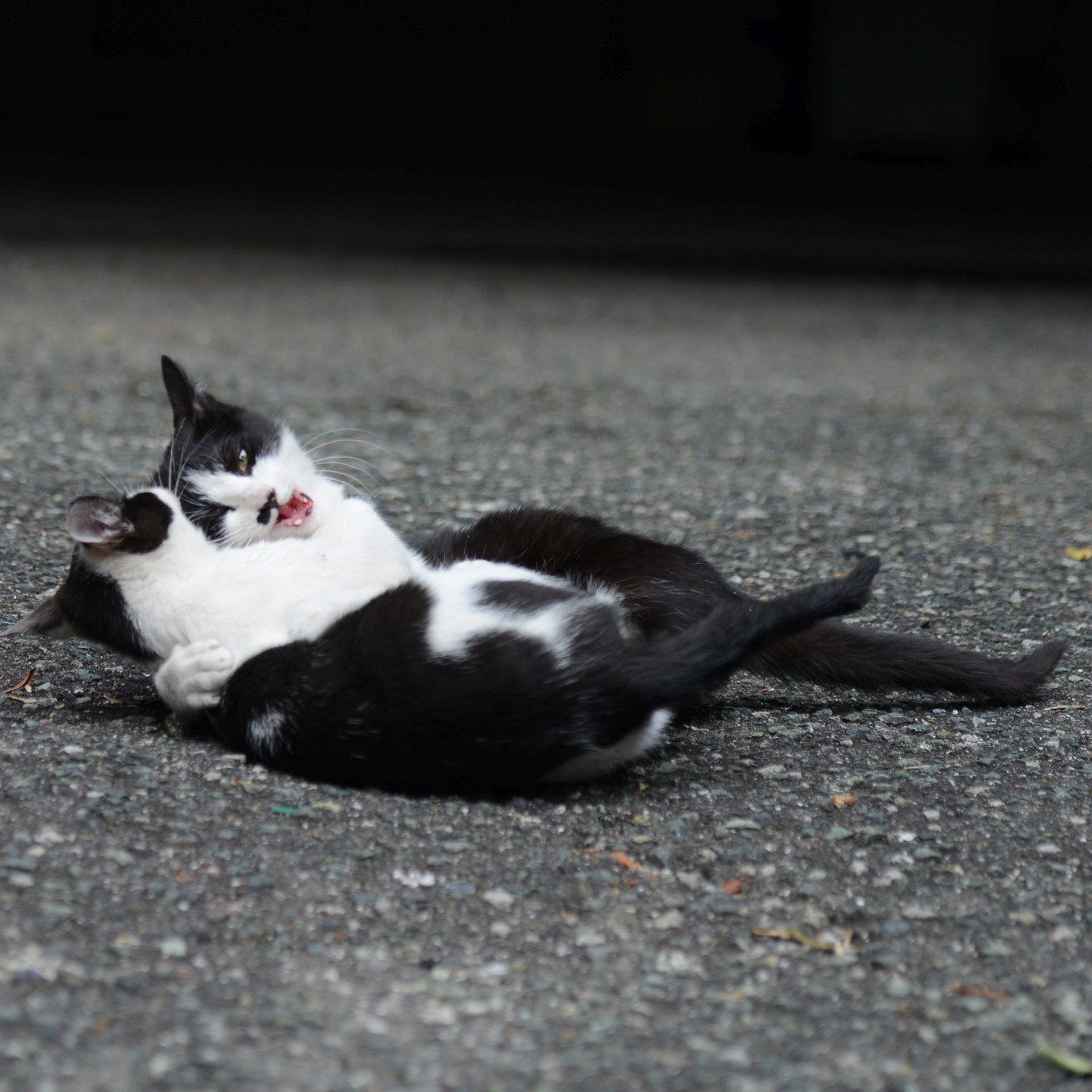 ネコ 猫島警部 on X: