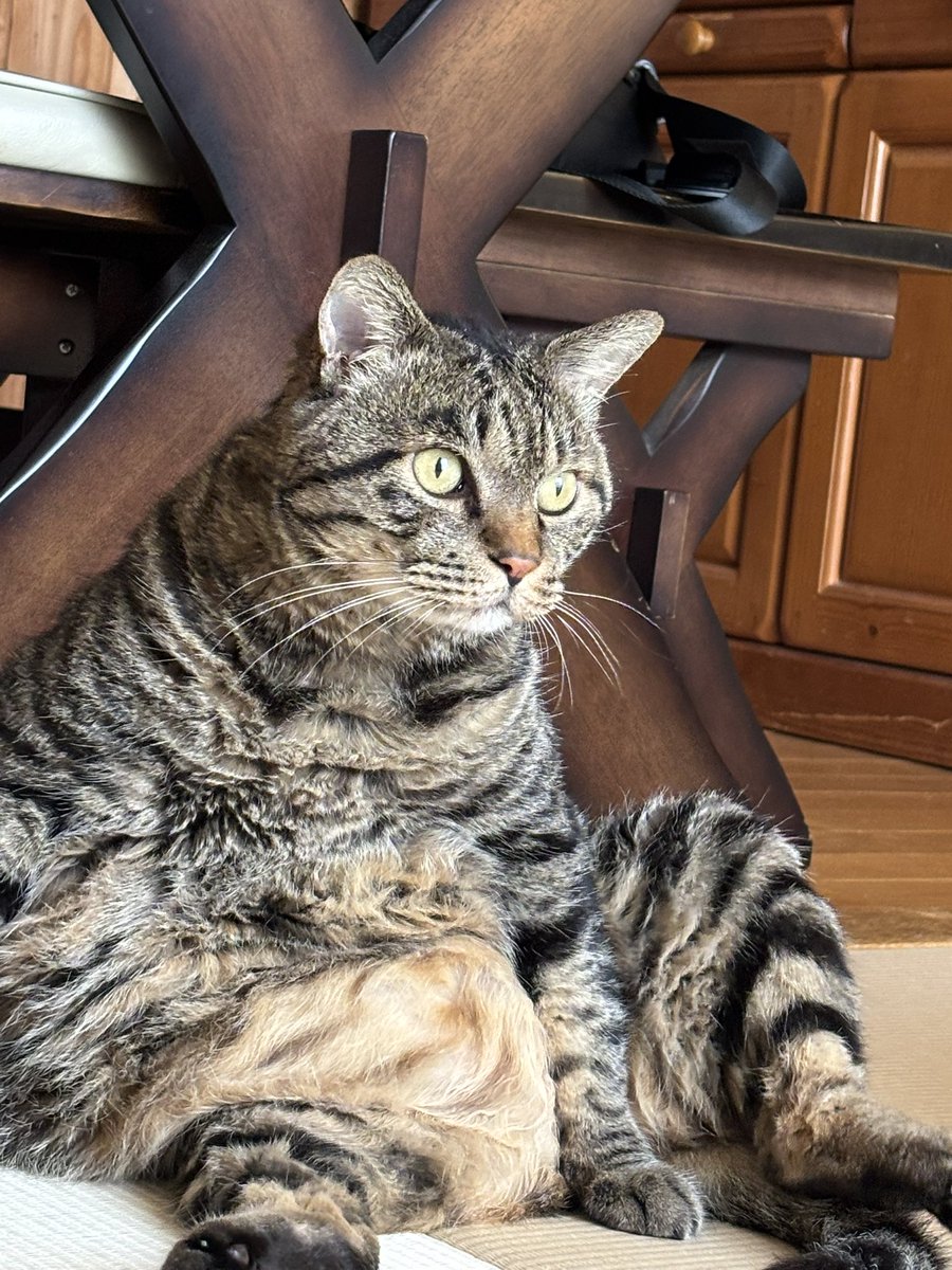 トラ猫ゴロー トラ猫ゴロー様 専用 【公式通販】