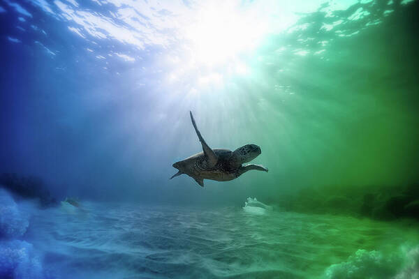 HurmerintaArt's tweet image. All Alone But Oh So Happy.

Wonderful choice for wall art, pillows and bags. 

#seaturtle

fineartamerica.com/featured/all-a…