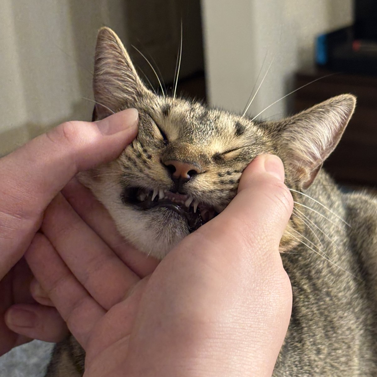 Cat day (its never too late)