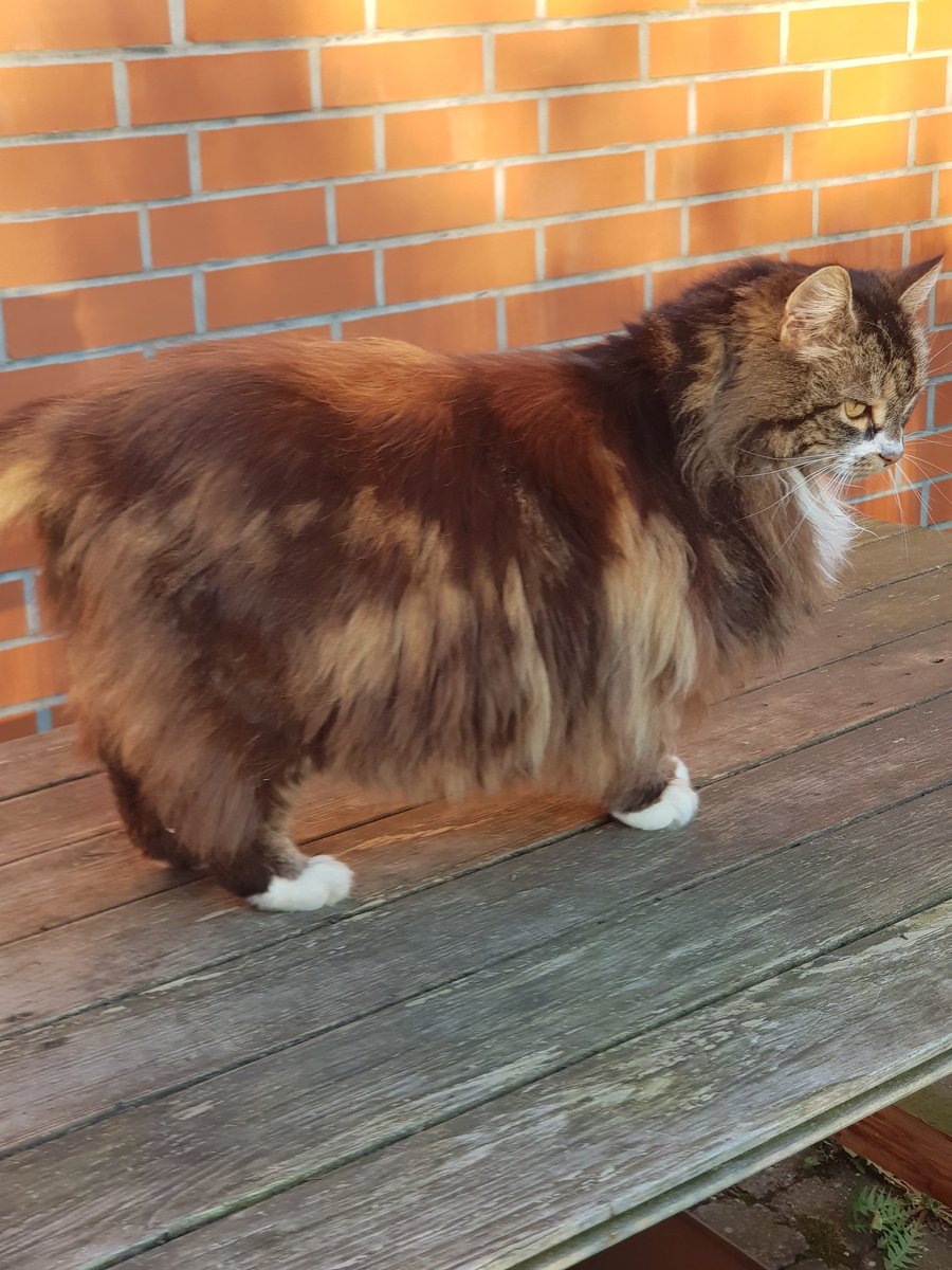 Daesy55676957's tweet image. 🌞😹