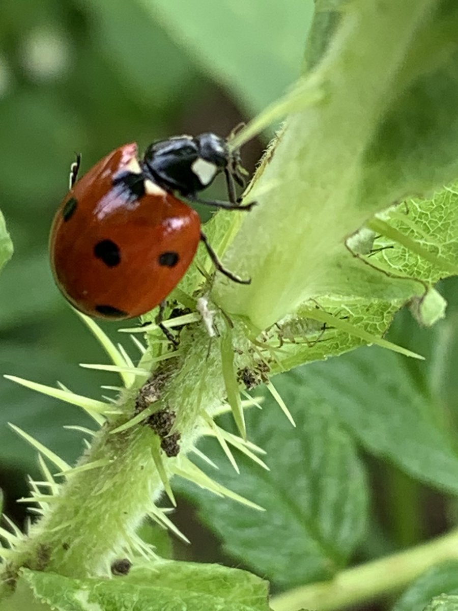 Daesy55676957's tweet image. 🌞😹