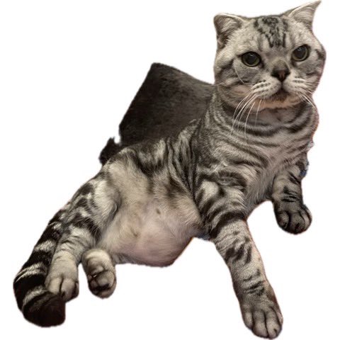 ビス、13歳のお誕生日おめでとう🐱👑

背中のはクッションです！！