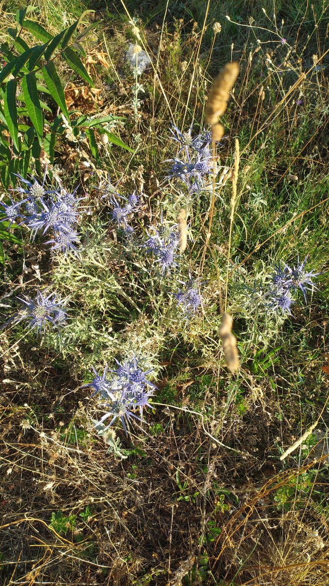 @Mirjana (@alanispetr81997) on Twitter photo 