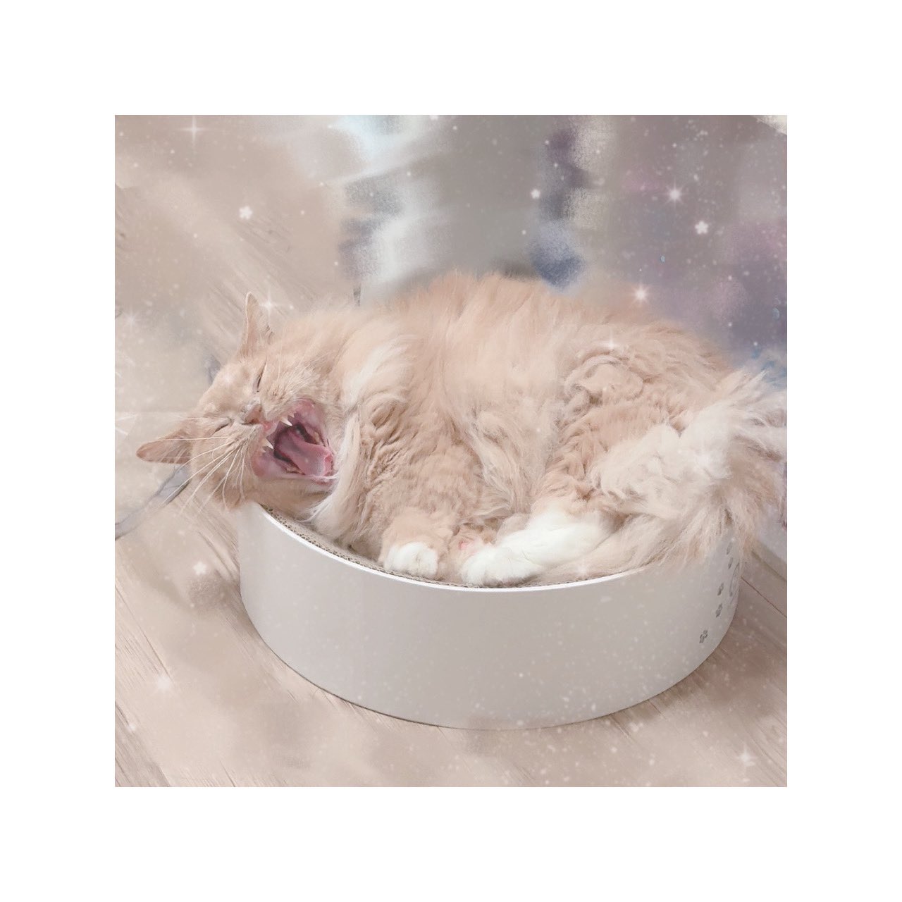 結城さくなさんちのねこ