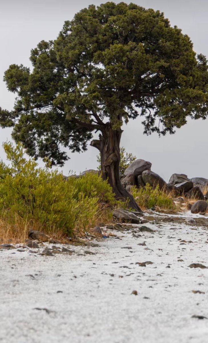 Abha Summer ❄️🇸🇦