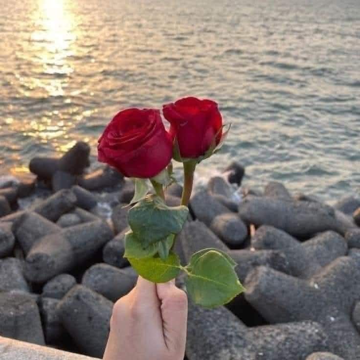 القلوب الطيبة لا تؤذي أحداً أبداً  
فصداقتها أمان ، ونيتها صفاء 
وحين تقبل عليها : تفتح لك مائة باب وباب 
وحينما تبتعد تجد الوفاء !.. 
تجاهل الجاهل  ، و تجاوز عن السخافات 
توقف عند " الأجمل " واحتفظ بها حتى ولو بذهنك   فالأرواح تحتاج الأنقياء قلباً والأوفياء دهراً  💞🌹