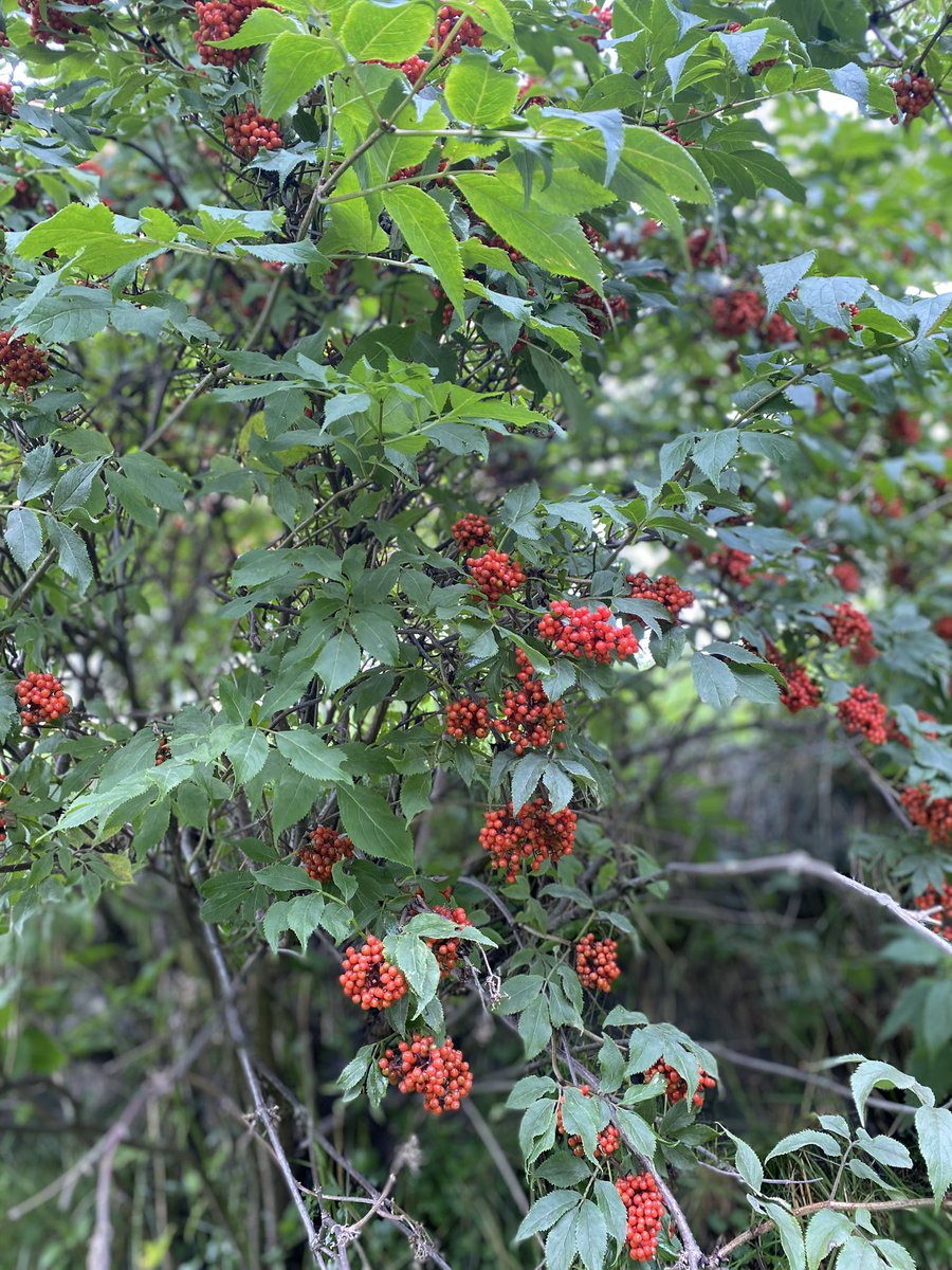 Sonia Zuccaro tweet media