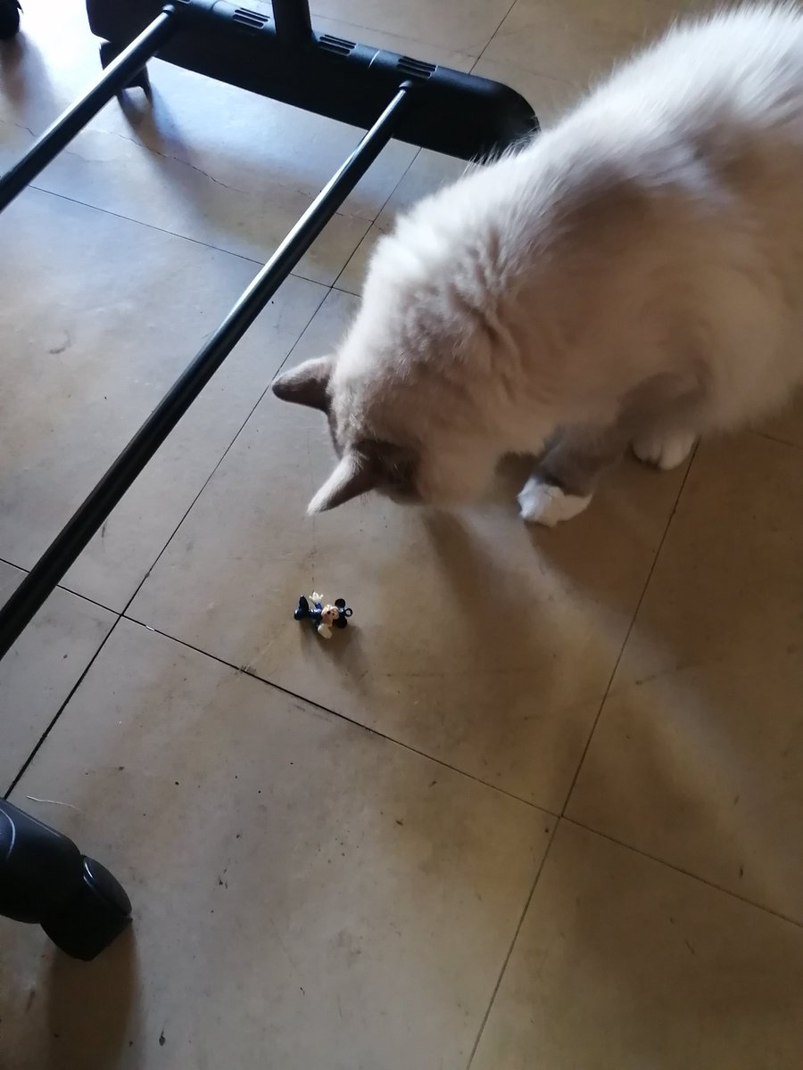 FENICE291 SECONDO れおん(猫)古着 アクセサリー 雑貨 CD 漫画 フィギュア (@secondoleon) on Twitter photo にゃにゃ~っ! にゃにゃ~っ!