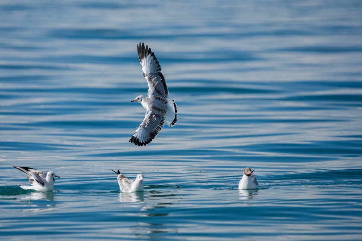 tian_noora's tweet image. 人与自然和谐共生。看鸟群掠过湖面时划出的银弧，听湖水拍打岸滩的千年絮语——在青海湖，时间会慢下来。#QinghaiLake #qinghai #TwoMountainsTheory