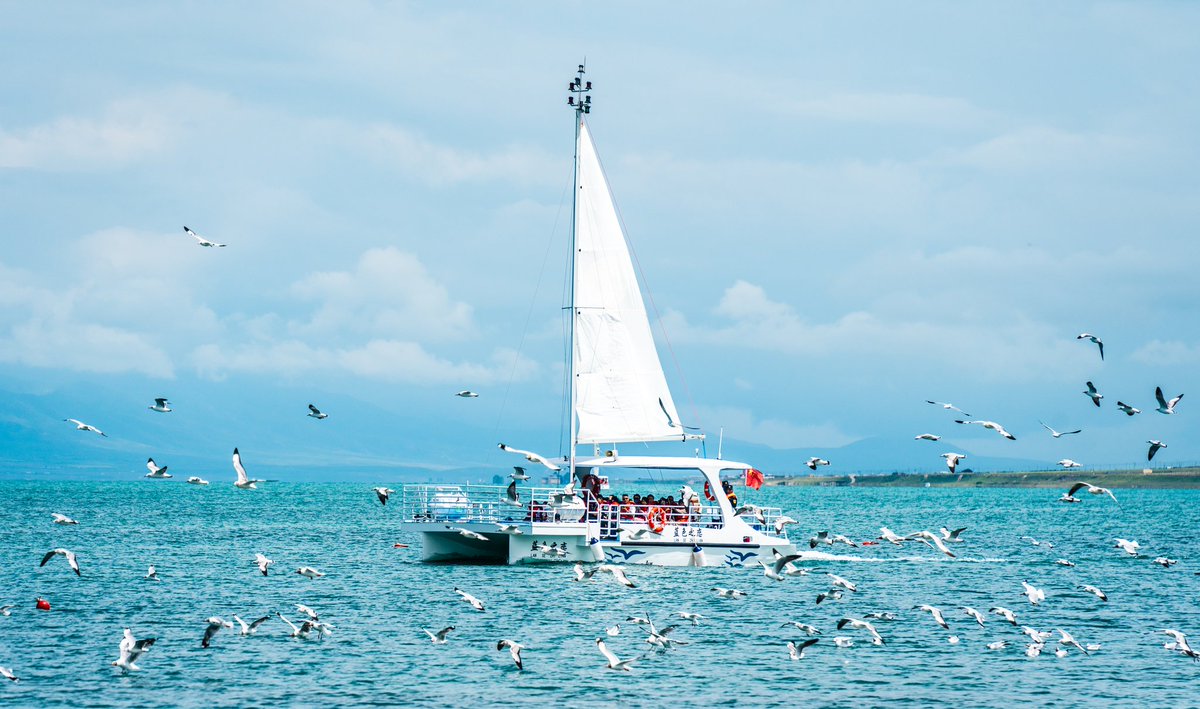 tian_noora's tweet image. 人与自然和谐共生。看鸟群掠过湖面时划出的银弧，听湖水拍打岸滩的千年絮语——在青海湖，时间会慢下来。#QinghaiLake #qinghai #TwoMountainsTheory