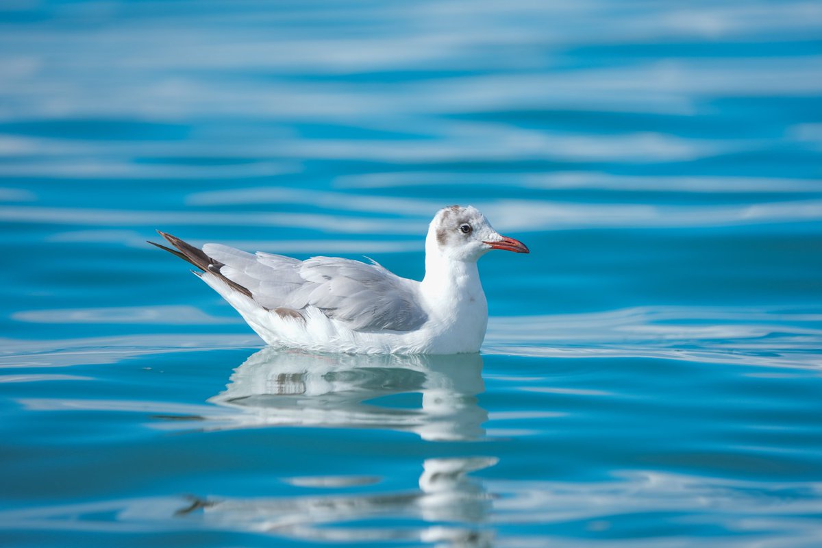 tian_noora's tweet image. 人与自然和谐共生。看鸟群掠过湖面时划出的银弧，听湖水拍打岸滩的千年絮语——在青海湖，时间会慢下来。#QinghaiLake #qinghai #TwoMountainsTheory