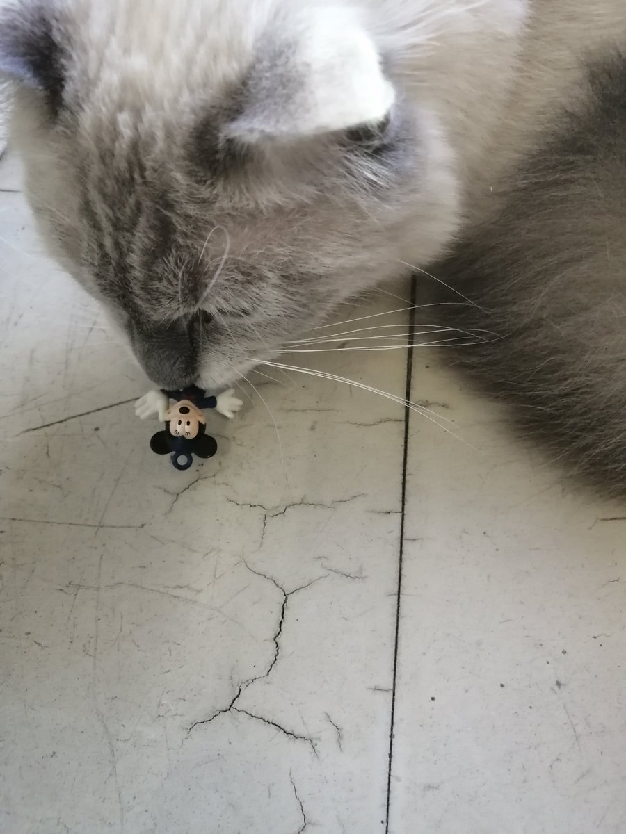 FENICE291 SECONDO れおん(猫)古着 アクセサリー 雑貨 CD 漫画 フィギュア (@secondoleon) on Twitter photo はむ! はむ!