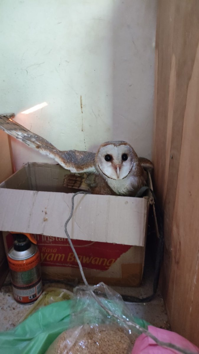 Owls are cats in bird hardware confirmed