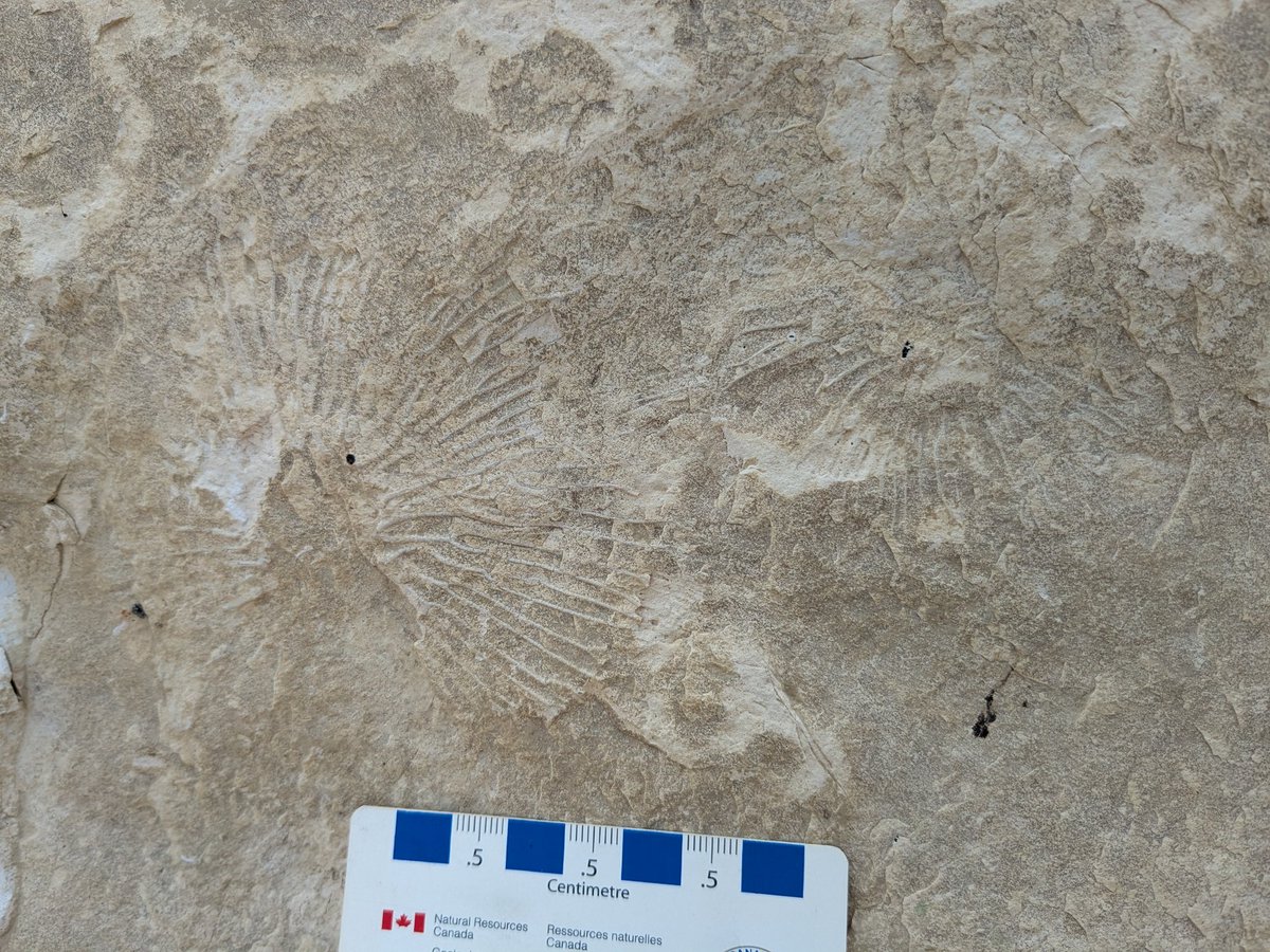 CambroJoe's tweet photo. Celebrating our recent fieldwork the #FossilFriday with this pair of #crinoids from the #Ordovician Red River Formation, Cat Head Member.
#ManitobaFossils #Paleozoic #echinoderm https://t.co/DAuyfzDFei
