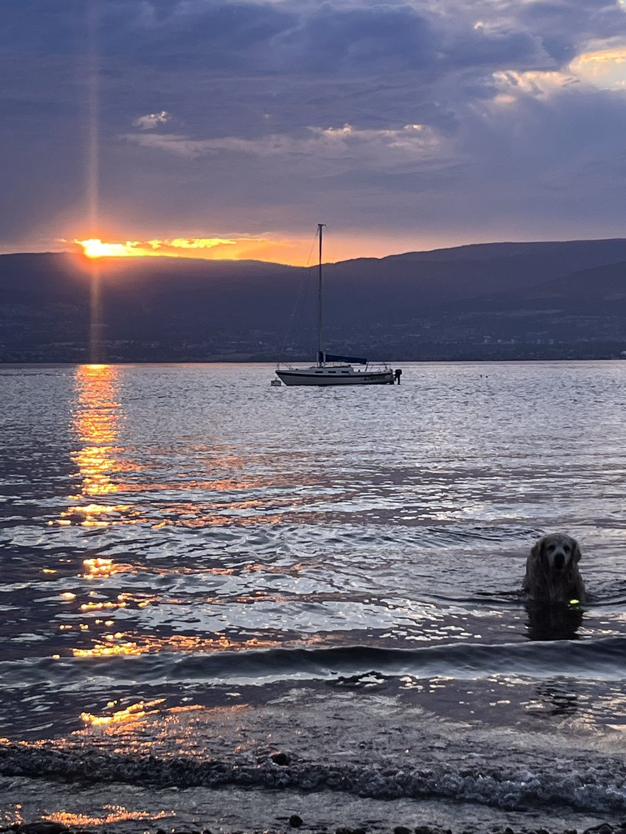 Out for an evening swim #dogsoftwitter #dogsofx