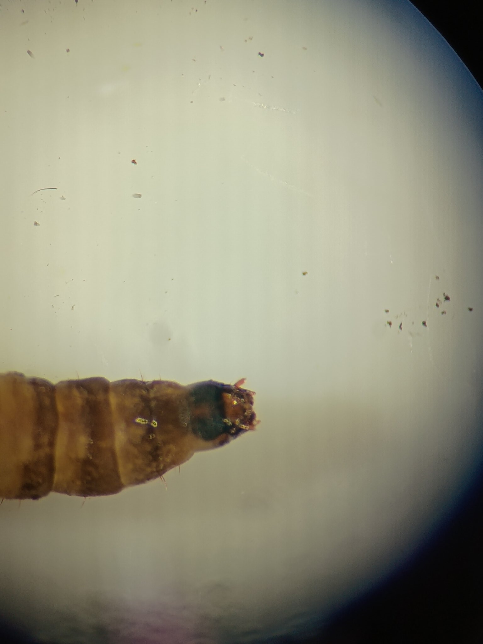 トゲナベブタムシ 6匹 トゲナベブタムシ 6匹